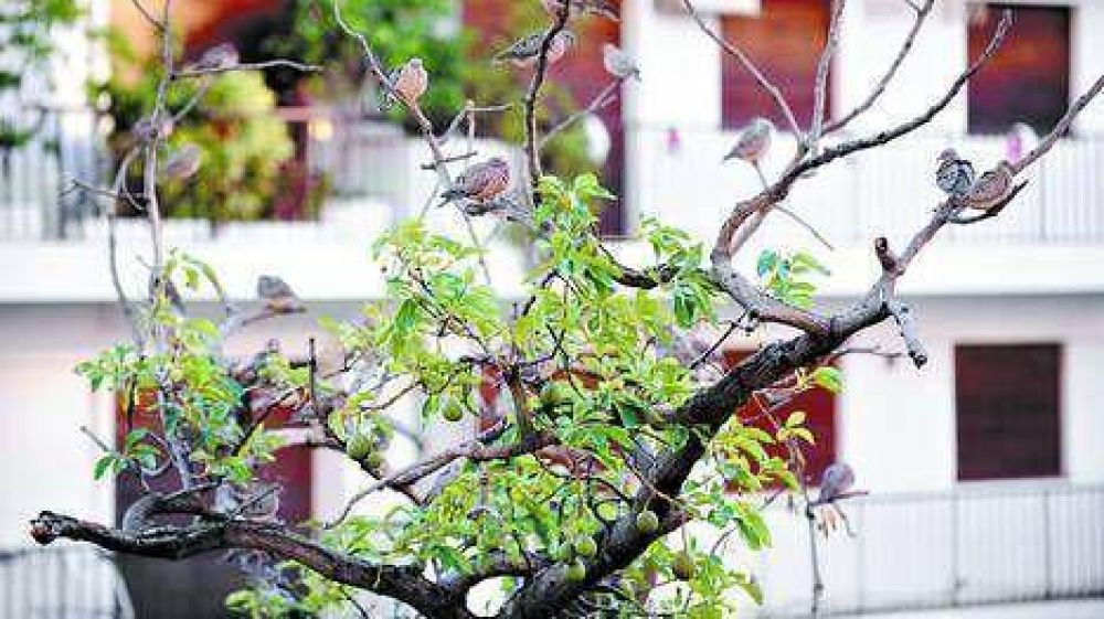 En Retiro y Recoleta atacar�n la invasi�n de palomas torcazas