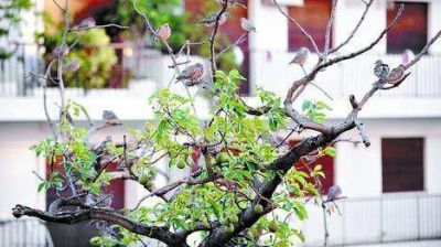En Retiro y Recoleta atacar�n la invasi�n de palomas torcazas