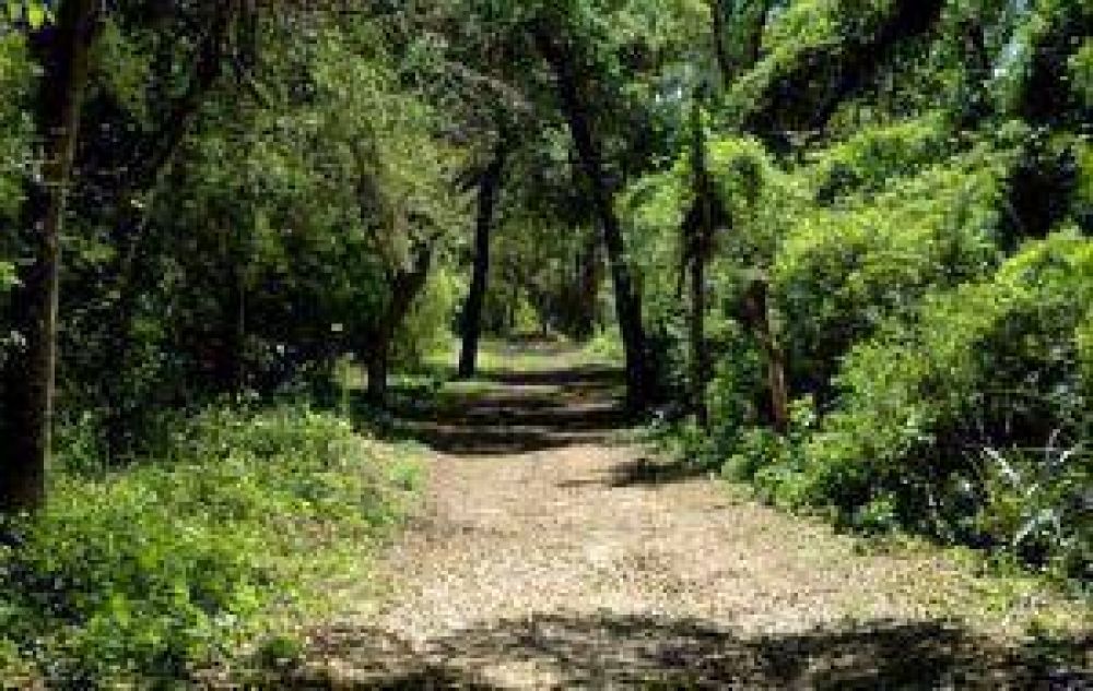 $22 millones para conservar bosques nativos