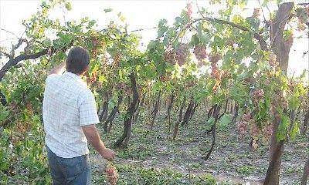 Los productores del Valle de Uco inaugurar�n el Fondo Solidario agr�cola