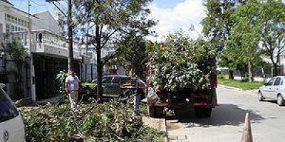 Importante operativo de limpieza tras la tormenta