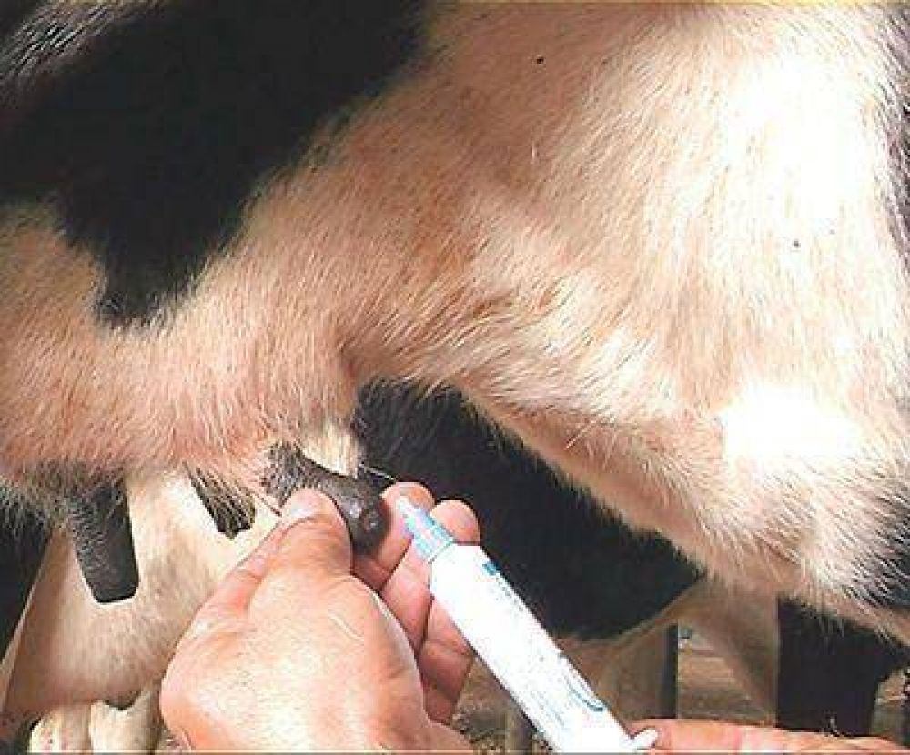 La desinfecci�n de los pezones post-orde�o: punto fundamental para la prevenci�n de la mastitis bovina