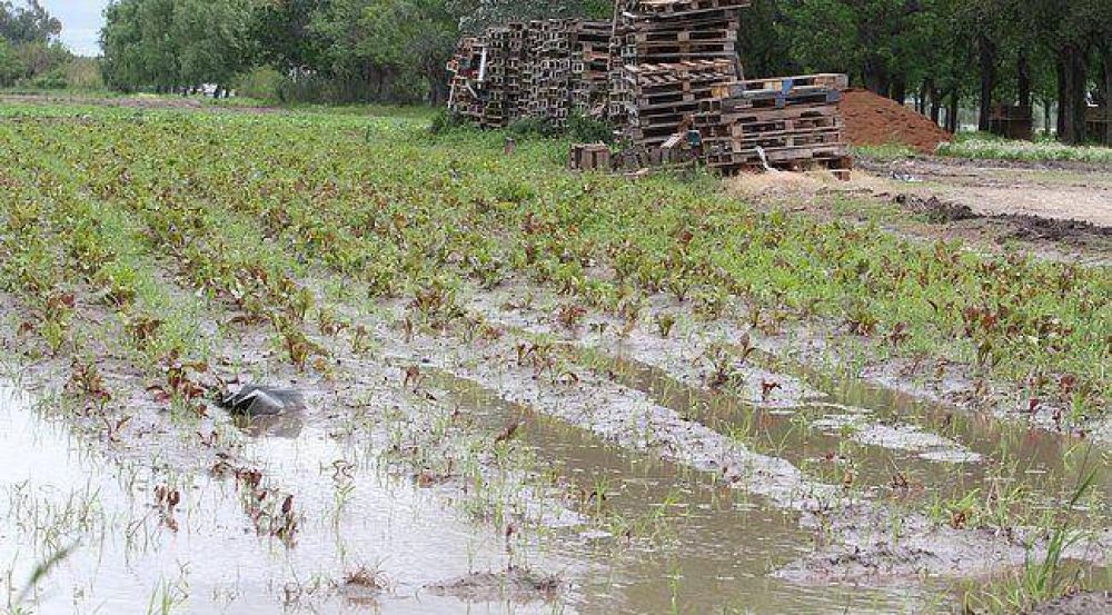 Fuerte deterioro de la producci�n hort�cola