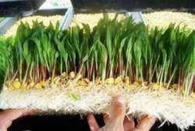 Novedoso proyecto de vivero de forraje hidrop�nico en Makall�