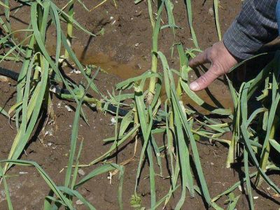 Declararon zona de emergencia a las fincas afectadas por el granizo