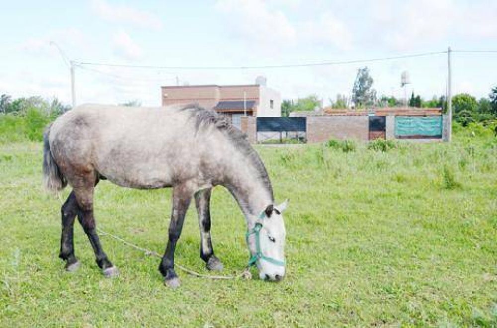 En La Loma se quejan por la presencia de caballos en un predio