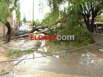 El fuerte viento de este s�bado, derrib� �rboles y postes de luz en barrio Giachino