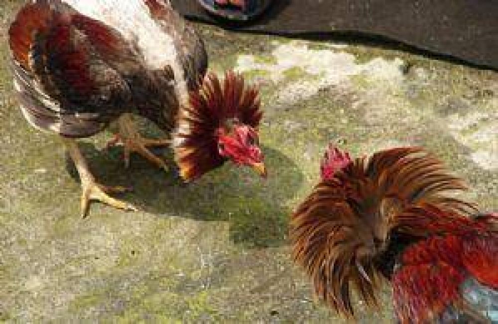 Una ri�a de gallos termin� a balazos
