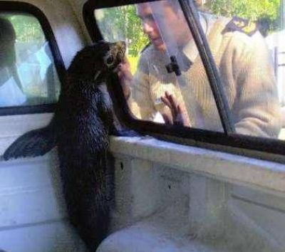 Prefectura asisti� y rescat� a un lobo de mar en San Isidro