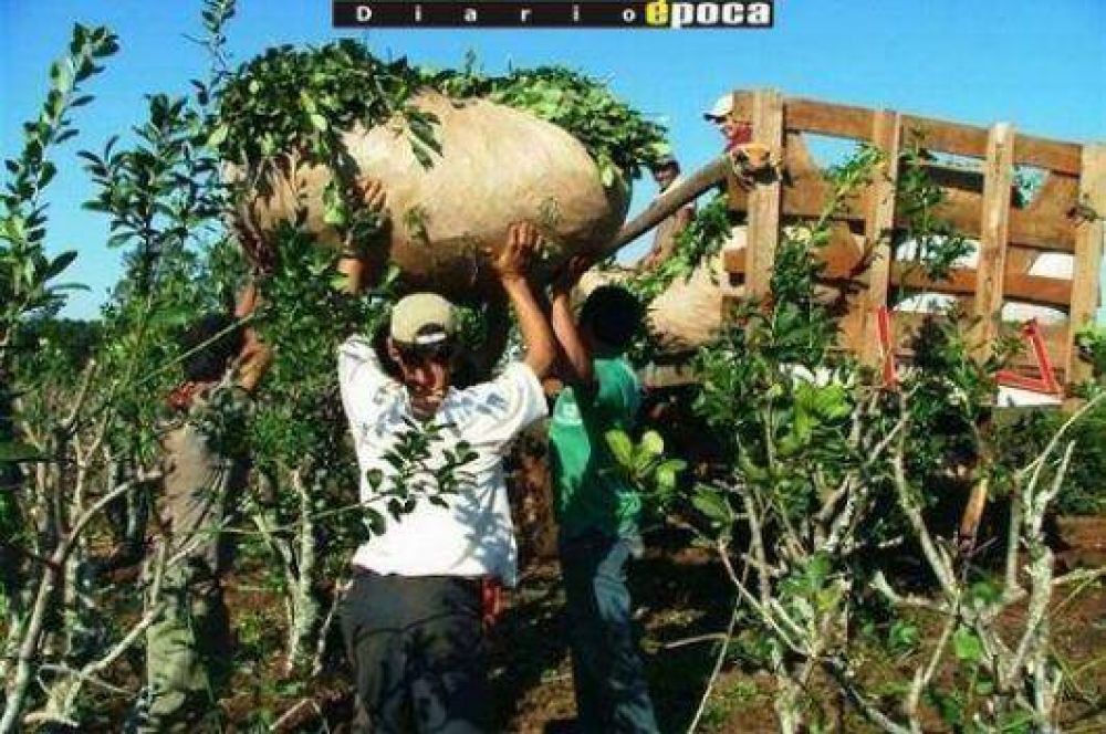 Yerbateros recibieron fondos por heladas