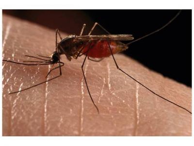 Las lluvias trajeron los mosquitos y la suba en las ventas de productos para fumigar