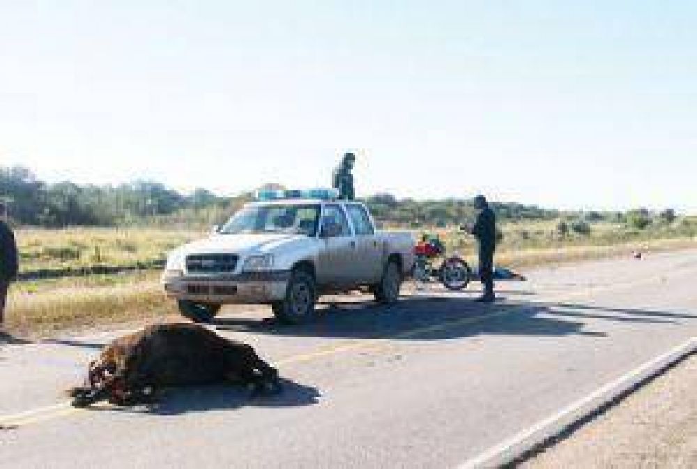 Animales en las rutas, �qui�n tiene la culpa?