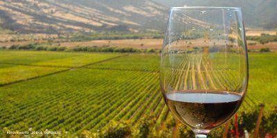 La exportaci�n de vinos aument� un 31% 