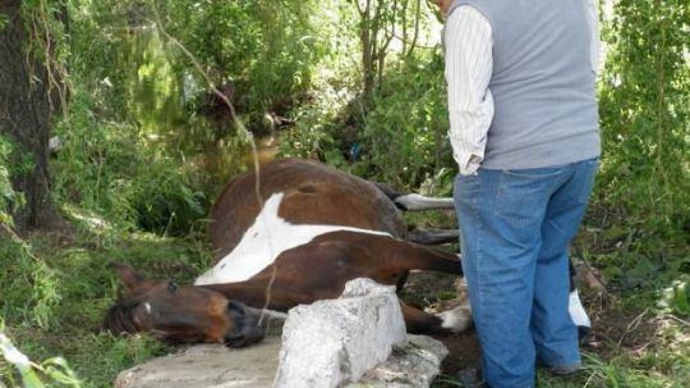 Cay� una yegua dentro de un desag�e en Salta y Acceso Per�n