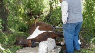 Cay� una yegua dentro de un desag�e en Salta y Acceso Per�n
