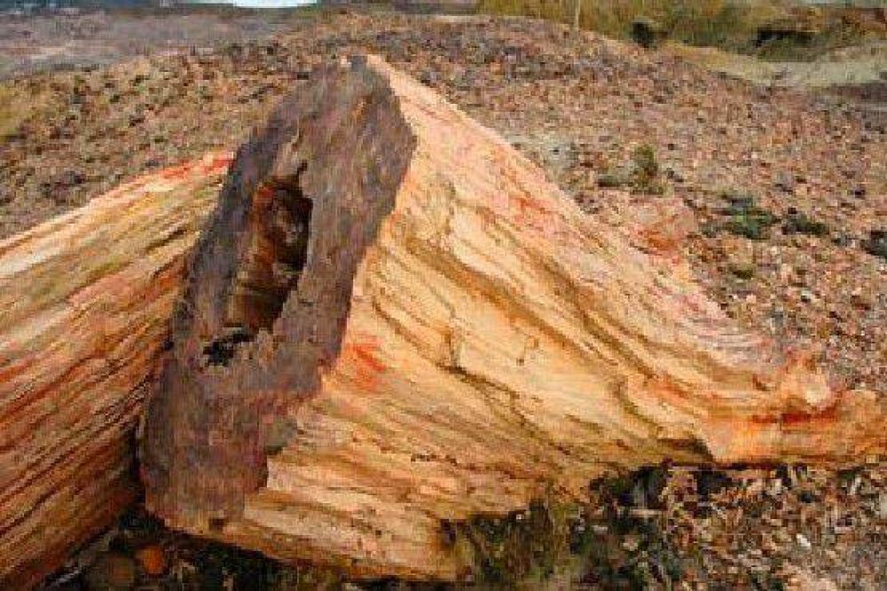 El Secretario de Miner�a neg� impacto de yacimiento minero en bosques petrificados