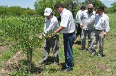 Buscan aprovechar el bosque nativo