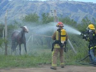 Merlo: un enjambre de abejas mat� a tres caballos