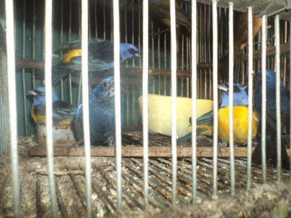 La Polic�a Rural secuestr� 90 aves aut�ctonas en una casa de Palmira