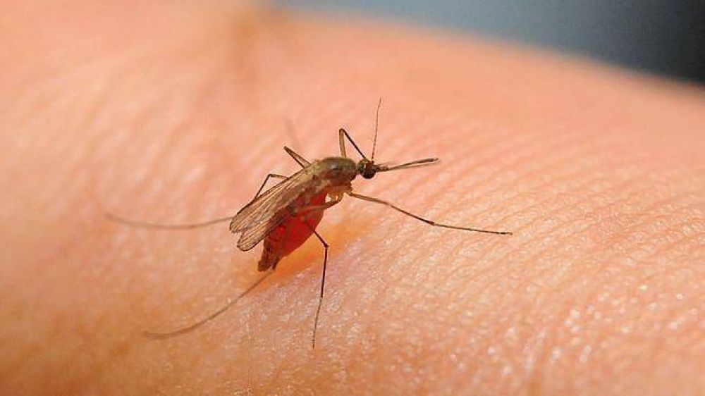 Piden intensificar las medidas para prevenir el dengue