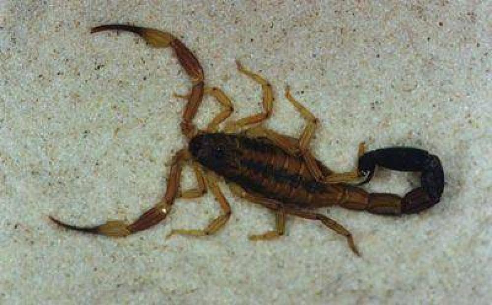 Ponen en conocimiento las medidas de prevenci�n ante picaduras de alacranes