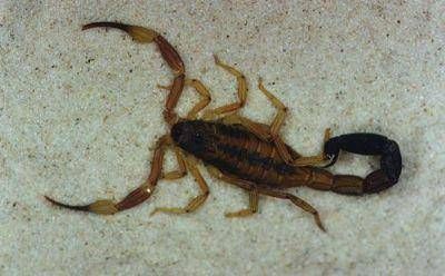 Ponen en conocimiento las medidas de prevenci�n ante picaduras de alacranes