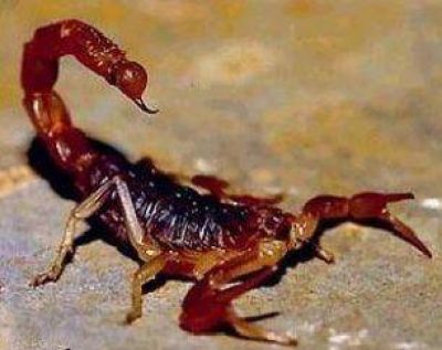 Alacranes en Quilmes: aseguran que salen en primavera