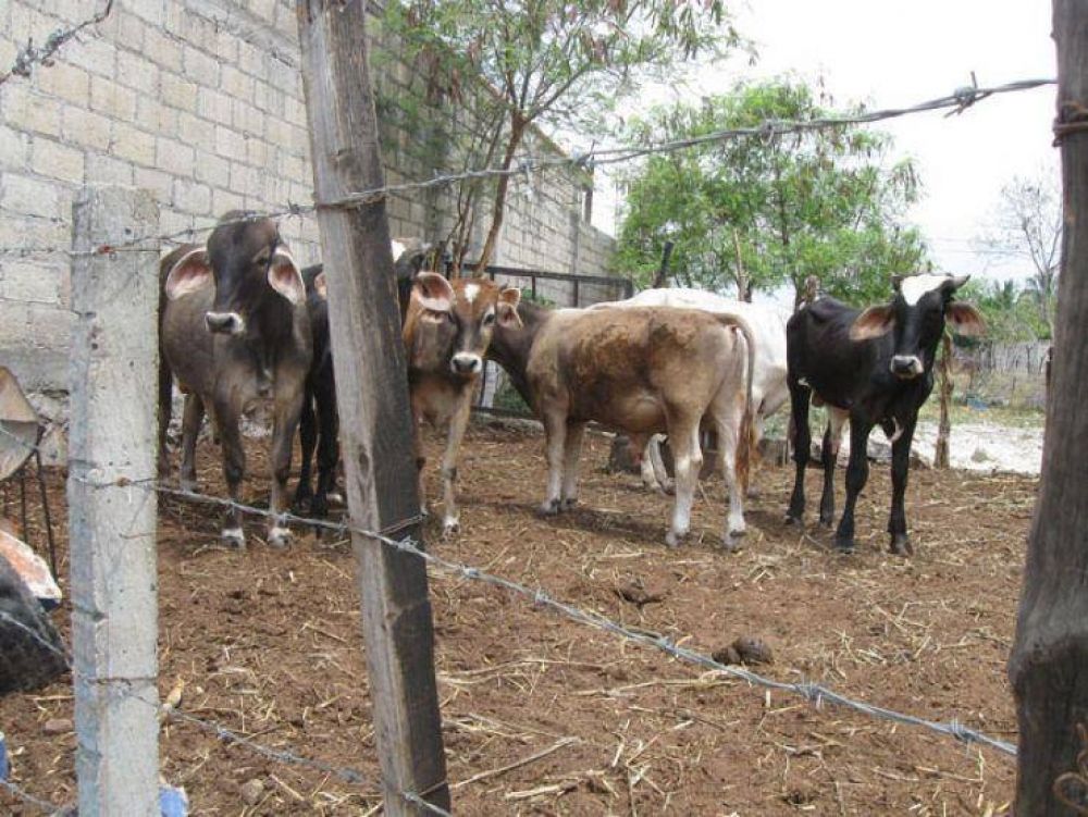 Mexico: Sube el precio de la leche a 13.50 litro