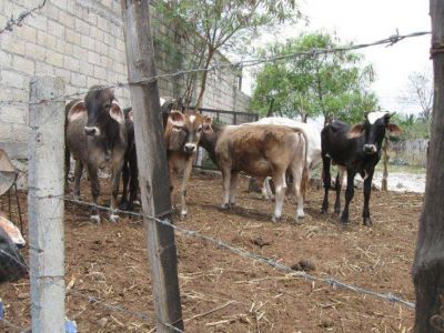 Mexico: Sube el precio de la leche a 13.50 litro