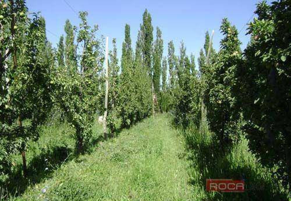 50.000 hect�reas de frutales en Rio Negro y Neuqu�n