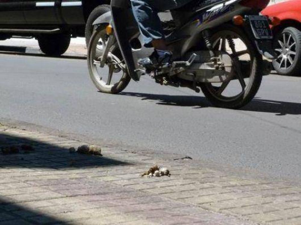 Las veredas del microcentro est�n plagadas de desechos de perros