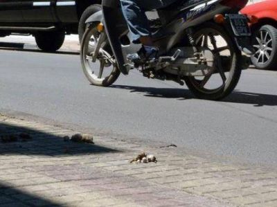 Las veredas del microcentro est�n plagadas de desechos de perros