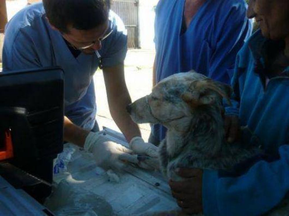 Leishmaniasis: ya suman 247 casos positivos este a�o