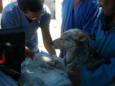 Leishmaniasis: ya suman 247 casos positivos este a�o
