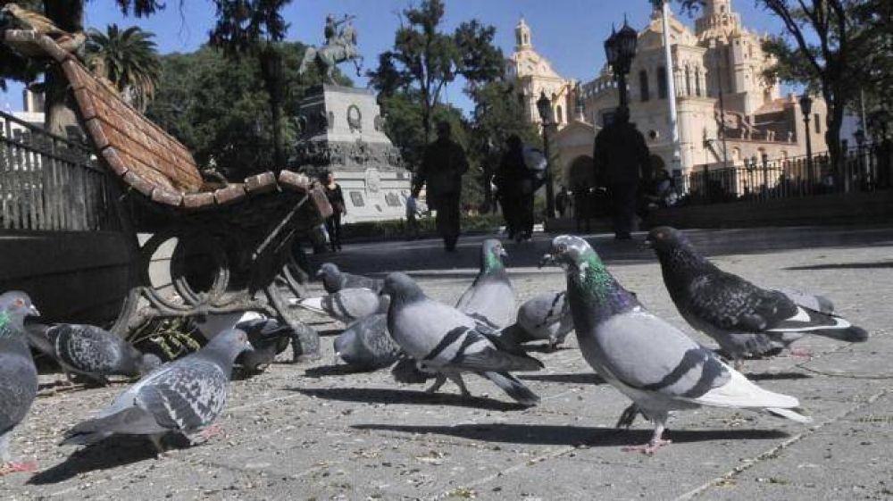 Ni halcones ni qu�micos sirven para combatir las palomas
