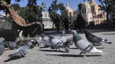 Ni halcones ni qu�micos sirven para combatir las palomas