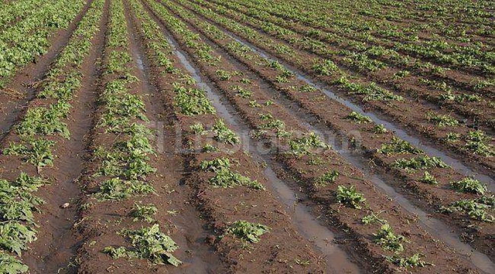 Las tormentas afectaron al 70 por ciento de la producci�n frutihorticola de la zona