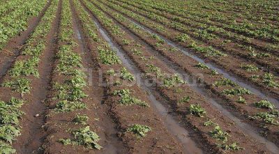 Las tormentas afectaron al 70 por ciento de la producci�n frutihorticola de la zona