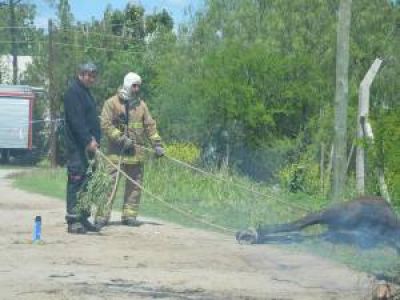 Merlo: fumigan la zona donde abejas atacaron a tres caballos