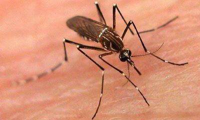 La Municipalidad lanza una intensa campa�a para prevenir el dengue