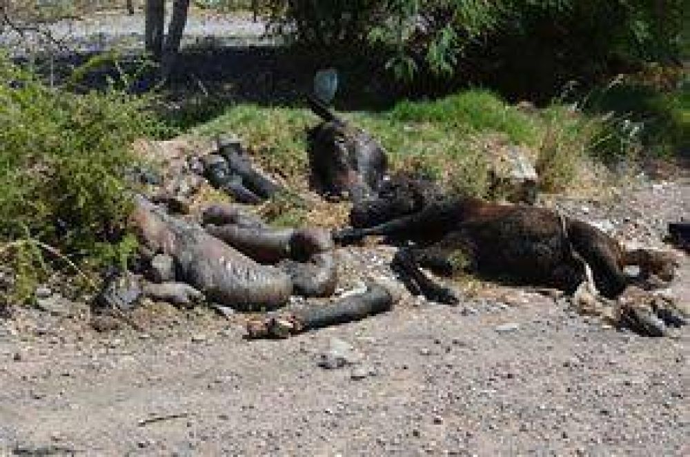 Sustraen y matan yegua pre�ada valuada en $80.000