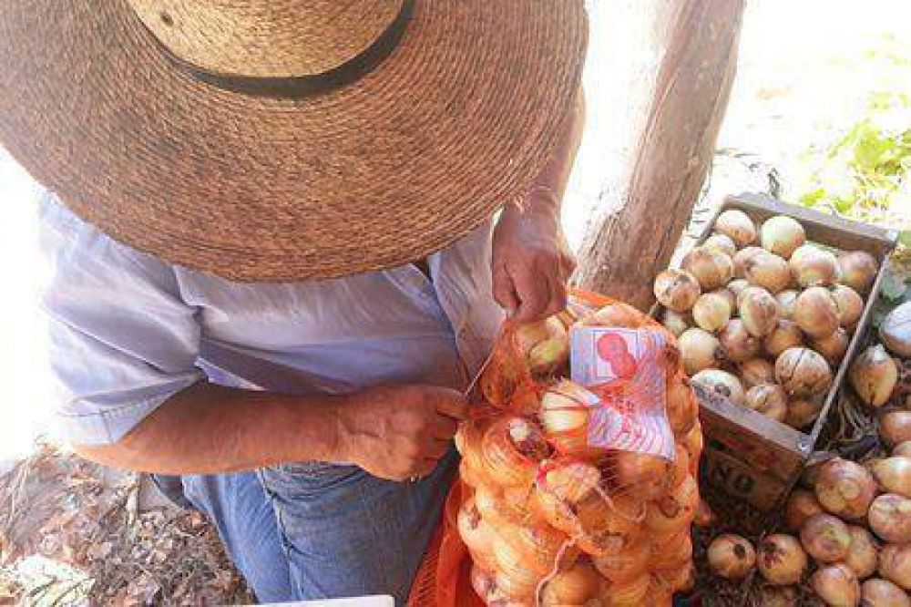 Plan Cebolla: comienzo de cosecha en Esquina con buenos rendimientos
