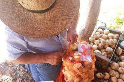 Plan Cebolla: comienzo de cosecha en Esquina con buenos rendimientos