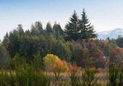 Greenpeace celebr� reglamentaci�n de la Ley de Bosques provincial 
