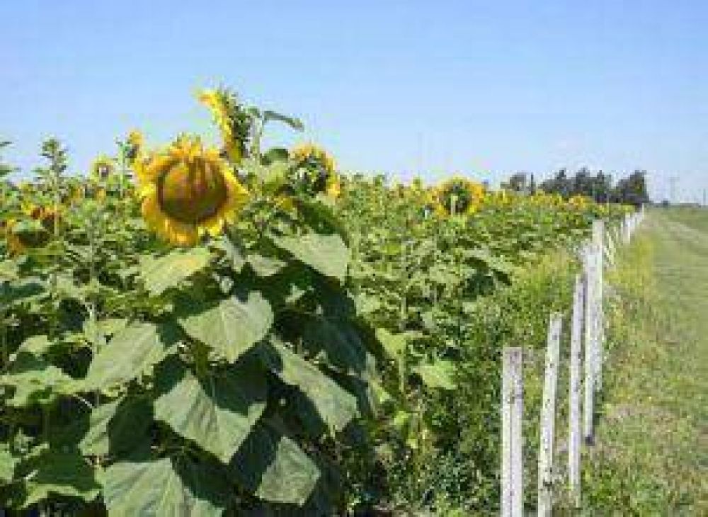 En girasol, el Chaco se anticipa al seguro agr�cola obligatorio que la Naci�n impulsa para 2013