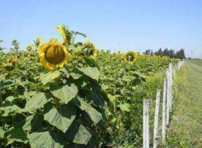 En girasol, el Chaco se anticipa al seguro agr�cola obligatorio que la Naci�n impulsa para 2013