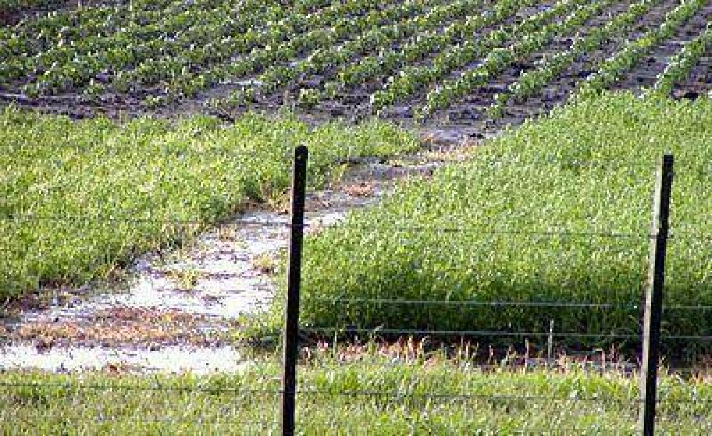 El exceso h�drico preocupa a los productores del Partido de Pergamino