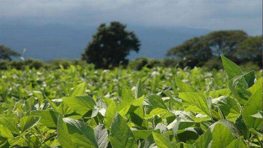 Calculan que la lluvia afectar�a hasta el 30% de la soja en Entre R�os