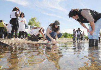 Liberan 5 mil alevinos en el Limay 