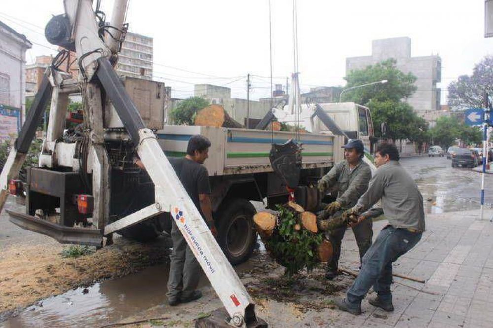 Levantaron en �rboles ca�dos durante la tormenta del lunes 	